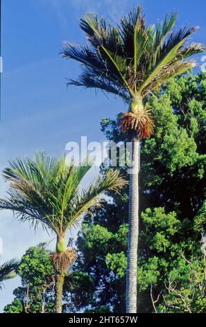 Rhopalistylis sapida, nīkau Māori: nīkau oder nikau ist eine in Neuseeland endemische Palme und die einzige Palme, die auf dem neuseeländischen Festland beheimatet ist. Stockfoto