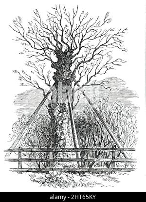 Die Monmouth-Asche, 1850. Baum in Dorset, wo sich James Scott, 1. Herzog von Monmouth, nach der Schlacht von Sedgemoor im Juli 1685 versteckt haben soll: Eine Esche, an deren Fuß der anfundene König in einem Graben hockte und sich halb unter dem Farn versteckte... die Verfolger sprangen auf ihre Beute. Einige von ihnen waren im Begriff zu feuern, aber Portman Verbot jede Gewalt. Das Kleid des Gefangenen war das eines Hirten; sein Bart, vorzeitig grau, wuchs mehrere Tage lang. Er zitterte sehr und konnte nicht sprechen. Selbst diejenigen, die ihn oft gesehen hatten, zweifelten zunächst daran, ob dies das brillante war Stockfoto