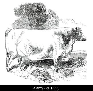 Preisrinder auf der Royal Agricultural Society's Show, in Exeter - Short-Horns - Klasse IV - Erster Preis, &#XA3;20, 1850. Aus „Illustrated London News“, 1850. Stockfoto