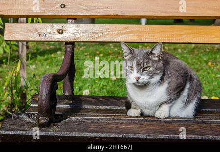 Eine grau-weiße Hauskatze liegt auf einer Holzbank. Stockfoto
