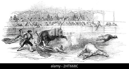 Stierkampf in Madrid - Unfall von Montes, dem Matador, 1850. Montes, der seinem Feind voll ins Gesicht schaute, winkte seine Flagge, und...er rüttelte bis zu seinen Hörnern [und] schüttelte die Flagge im Gesicht des Stiers; aber trotz der Verwirrung des Feuerwerks und des Lärms der Zuschauer wusste dieser Bulle immer noch den Unterschied zwischen einer Flagge und einem Mann. Er zielte direkt auf den Körper, machte einen Frühling, und in einem Augenblick stand Montes unter seinen Füßen. Die Chulos rannten vorwärts, schüttelten ihre Fahnen - aber vergeblich; der Stier hatte bereits das Kalb von Montes umgebracht, dessen Bein er wütend in der Luft schüttelte; schon hatte er Hi zurückgezogen Stockfoto