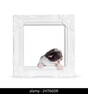 Zwei Wochen alte Schildkröte Britische Kurzhaar-Kätzchen im Fotorahmen. Isoliert auf weißem Hintergrund. Stockfoto