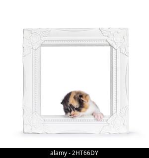 Zwei Wochen alte Schildkröte Britische Kurzhaar-Kätzchen im Fotorahmen. Isoliert auf weißem Hintergrund. Stockfoto