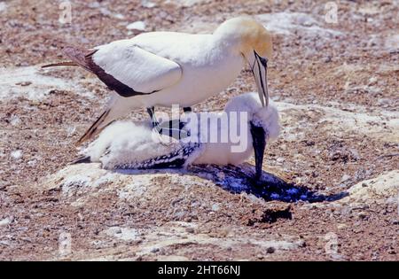 Die Australasian Gannet (Morus serrator), auch bekannt als die australische Gannet oder tākapu, ist ein großer Seevöbel der Familie der Booby und Gannet, Sulidae. Stockfoto