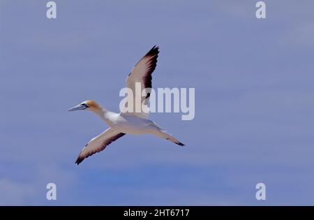 Die Australasian Gannet (Morus serrator), auch bekannt als die australische Gannet oder tākapu, ist ein großer Seevöbel der Familie der Booby und Gannet, Sulidae. Stockfoto