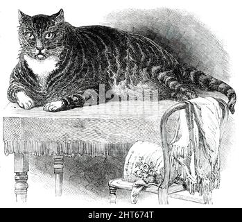 Große Katze, 1850. 'Dieses edle Exemplar der Katze wird in der Oxford-Straße Nr. 175 [London] domestiziert. Er ist ein schön markierter Tabby und sehr fügsam, obwohl seine ungewöhnlich große Größe dem Betrachter auf den ersten Blick einen gegenteiligen Eindruck vermittelt. Er wiegt 25&#xbe;lb.; und misst 27 Zoll um den Körper, und 36&#xbd; Zoll von der Spitze des Schwanzes bis zum Ende der Nase; Höhe, 11&#xbd; Zoll an der Oberseite der Schultern. Die Katze hat in den letzten zwei Jahren 7 Pfund zugenommen; sie isst nicht so viel wie eine gewöhnliche Katze, ist extrem aktiv und scheint selten angefressen zu sein Stockfoto