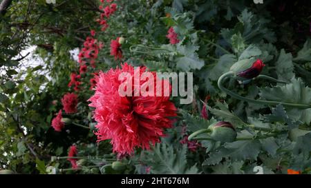 Eine vertikale Nahaufnahme der roten Opiummohn im Garten. Papaver somniferum. Stockfoto