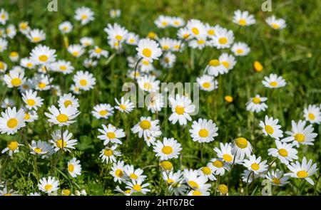 Gänseblümchen-Wildblumenfeld, weiße gelbe Blüte auf grünem Graswiesenhintergrund, Frühlingszeit, Naturblüte Stockfoto