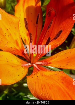Vertikale Nahaufnahme des Lilium bulbiferum, gebräuchliche Namen orange Lilie, Feuerlilie. Stockfoto