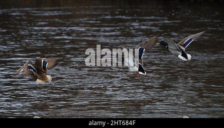 Mallard-Enten landen auf der Wasseroberfläche. Stockfoto