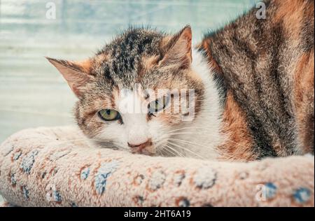 Porträt einer einsamen traurigen verlassenen streunenden Katze im Tierheim. Katze wartet auf ein Zuhause für immer. Rettungskonzept für Tiere Stockfoto