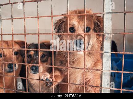 Porträt eines einsamen traurigen verlassenen streunenden Hundes hinter dem Zaun im Tierheim. Freunde der besten Menschen warten auf ein Zuhause für immer. Rettungskonzept für Tiere Stockfoto
