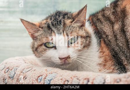 Einsame traurige verlassene streunende Katze im Tierheim. Katze wartet auf ein Zuhause für immer. Rettungskonzept für Tiere Stockfoto