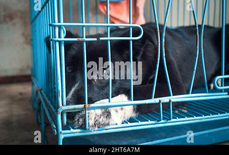 Porträt eines einsamen traurigen verlassenen streunenden Hundes im Käfig im Tierheim. Der Freund des besten Menschen wartet auf ein Zuhause für immer. Rettungskonzept für Tiere Stockfoto