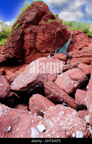 Bunte Felsen und eine Möwe in Oddicombe Stockfoto