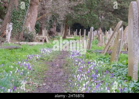 Pfad der Krokusse in Southampton Alter Friedhof Stockfoto