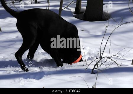 Schwarzer Hund, dessen Kopf im Schnee vergraben ist, als er nach Maulwürfen sucht Stockfoto