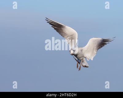 Wintergefiederte Schwarzkopfmöwe füttert an einem überfluteten Teich in der Nähe von Warrington. Stockfoto