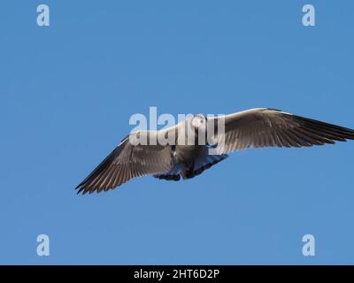 Wintergefiederte Schwarzkopfmöwe füttert an einem überfluteten Teich in der Nähe von Warrington. Stockfoto