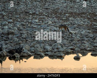 Nahaufnahme eines Black Back Jackals Stockfoto