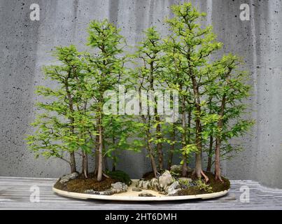 Bald Cypress (Taxodium Distichum) Bonsai vor grauem Hintergrund Stockfoto