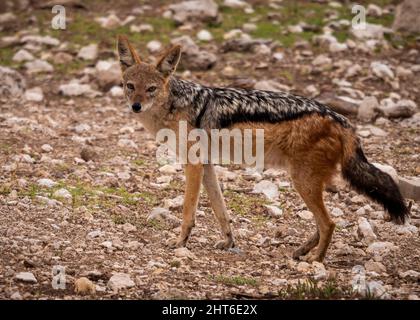 Nahaufnahme eines Black Back Jackals Stockfoto
