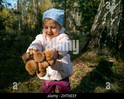 Kind sammelt Honigpilze im Herbstwald. Nahaufnahme. Kleinkind hält schöne essbare Pilze in den Händen Stockfoto