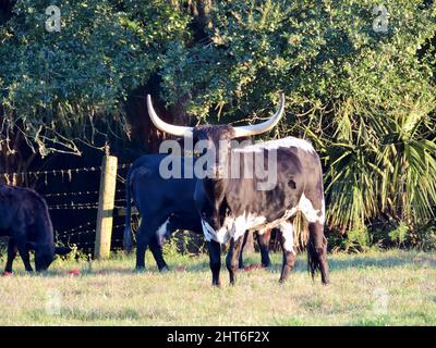 Texas Longhorn steht unter einem riesigen Baum im Zoo mit anderen Tieren im Hintergrund Stockfoto