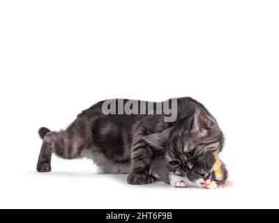 Mutter Britische Kurzhai Katze nimmt Kätzchen im Mund, um es zu bewegen. Isoliert auf weißem Hintergrund. Stockfoto