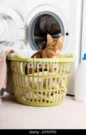 Die Katze ist ein kleiner Helfer in der Wäsche neben der Waschmaschine und schmutzigen Kleidern. Vertikale Aufnahme. Stockfoto