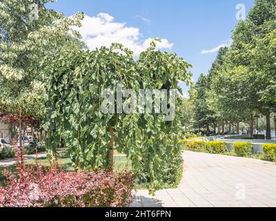 Schöner Baum mit hängenden Blättern auf der Stadtallee Stockfoto