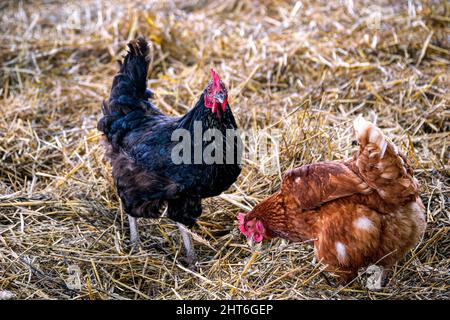 Zwei Hühner, schwarz und braun, laufen im Garten Stockfoto