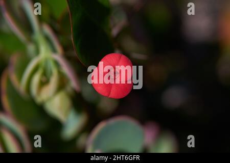 Nahaufnahme einer Dornenkrone, die im Garten auf unscharfem Hintergrund blüht Stockfoto