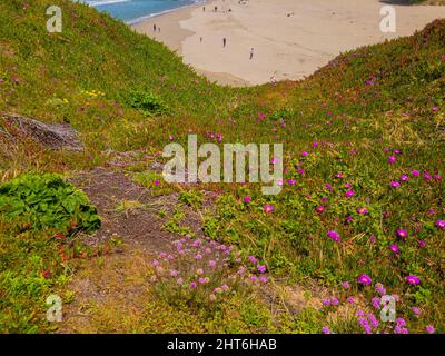 Nahaufnahme eines violetten Blumenfeldes mit dem Ozean im Hintergrund Stockfoto