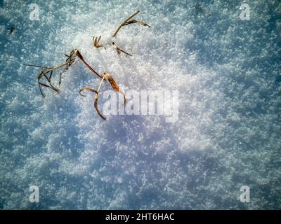 Abstrakte natürliche Textur von Schnee und trockenem Gras. Draufsicht des Schneedeckenmusters Stockfoto