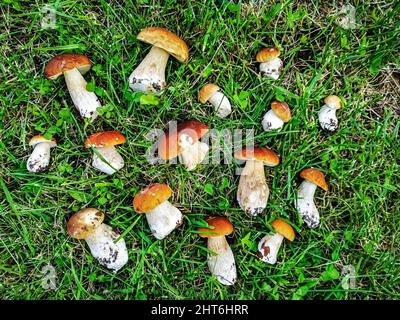 Schöne weiße Pilze liegen auf dem Gras. Pilze werden in einem Eichenwald geschnitten. Draufsicht Stockfoto