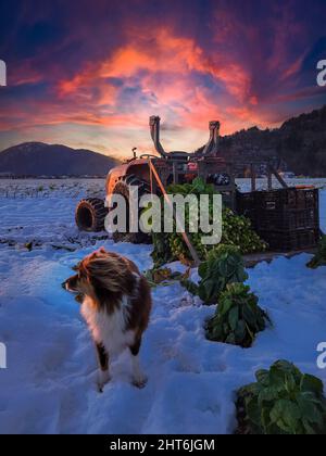 Schöne Aussicht auf eine niedliche braune Stallkatze auf einer Bio-Eisfarm gegen einen orange bewölkten Sonnenuntergang Stockfoto