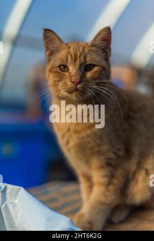 Niedliche braune Stallkatze auf einer Bio-Kompost-Farm Stockfoto