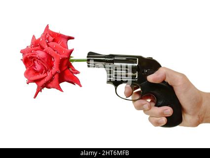 Hand halten Revolver Pistole schießen rote Rose mit Tropfen Wasser auf weißem Hintergrund Stockfoto