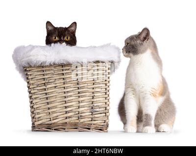 Niedliche braune junge britische Kurzhaar-Katze, die im Korb mit gefälschtem Pelzrand sitzt.zweite Katze, die daneben sitzt.. Blick direkt auf die Kamera. Isoliert auf einem Stockfoto