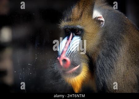 27. Februar 2022, Usti nad Labem, Tschechische Republik: Der Mandrill-Affe schaut aus seinem Gehege im Zoo von Usti nad Labem in der Tschechischen Republik.die Mandrillus sphinx (männliche Mandrillus sphinx) sind einzigartig unter den Säugetieren und zeigen ein erstaunlich blau-rotes Gesicht. (Bild: © Slavek Ruta/ZUMA Press Wire) Stockfoto