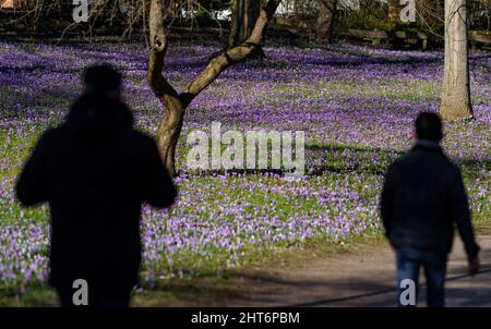 27. Februar 2022, Schleswig-Holstein, Eckernförde: Krokusse blühen im Sonnenschein in einem Park in der Innenstadt von Eckernförde. Foto: Axel Heimken/dpa Stockfoto