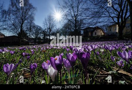 27. Februar 2022, Schleswig-Holstein, Eckernförde: Krokusse blühen im Sonnenschein in einem Park in der Innenstadt von Eckernförde. Foto: Axel Heimken/dpa Stockfoto
