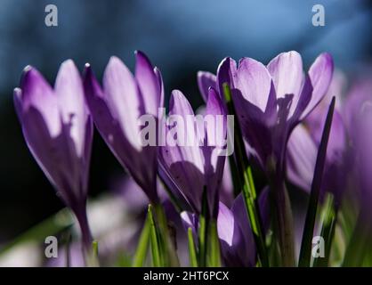 27. Februar 2022, Schleswig-Holstein, Eckernförde: Krokusse blühen im Sonnenschein in einem Park in der Innenstadt von Eckernförde. Foto: Axel Heimken/dpa Stockfoto