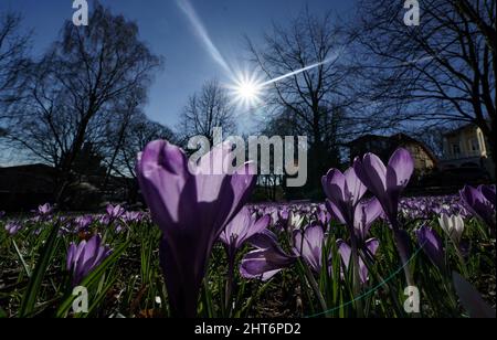 27. Februar 2022, Schleswig-Holstein, Eckernförde: Krokusse blühen im Sonnenschein in einem Park in der Innenstadt von Eckernförde. Foto: Axel Heimken/dpa Stockfoto