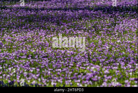 27. Februar 2022, Schleswig-Holstein, Eckernförde: Krokusse blühen im Sonnenschein in einem Park in der Innenstadt von Eckernförde. Foto: Axel Heimken/dpa Stockfoto
