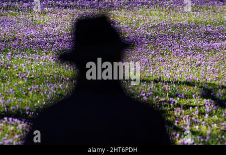 27. Februar 2022, Schleswig-Holstein, Eckernförde: Krokusse blühen im Sonnenschein in einem Park in der Innenstadt von Eckernförde, im Vordergrund ist der Umriss eines Wanderers zu sehen. Foto: Axel Heimken/dpa Stockfoto