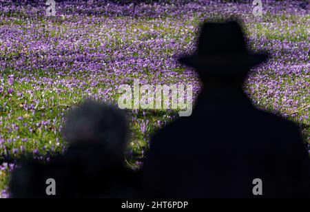 27. Februar 2022, Schleswig-Holstein, Eckernförde: Krokusse blühen im Sonnenschein in einem Park in der Innenstadt von Eckernförde, im Vordergrund sind die Umrisse zweier Wanderer zu sehen. Foto: Axel Heimken/dpa Stockfoto