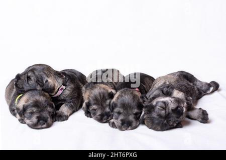 Fünf schlafende neugeborene Miniatur-Schnauzer-Welpen auf weißem Hintergrund. Kleine 12 Tage alte blinde Welpen liegen nebeneinander auf einem weißen Laken. Stockfoto