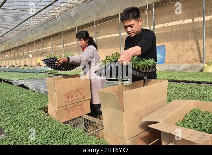 (220227) -- SHIJIAZHUANG, 27. Februar 2022 (Xinhua) -- Song Lianfeng (R) verpackt Gemüsesämlinge mit einem Arbeiter in einem Gewächshaus in der Gemeinde Gaogongzhuang in Xingtai, der nordchinesischen Provinz Hebei, am 27. Februar 2022. Song Lianfeng, 39, stammt aus Gaogongzhuang. Lokale Bauern bauten hauptsächlich Gewächshausgemüse an, aber die Kosten für den Kauf von Setzlingen waren hoch. Im Jahr 2011 sah Song die Marktnachfrage und entschied sich, sich im Gemüsepflanzenanbau zu engagieren. Um die Techniken des Pflanzens und Aufzucht von Gemüsepflanzen zu meistern, verbrachte Song Jahre damit, zu studieren und zu erforschen. Quelle: Xinhua/Alamy Live News Stockfoto